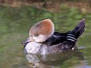 Hooded Merganser (WWT Slimbridge March 2017) - pic by Nigel Key