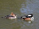 Hooded Merganser (WWT Slimbridge March 2017) - pic by Nigel Key