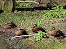 Laysan Duck (WWT Slimbridge 13/03/17) ©Nigel Key