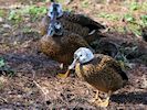 Laysan Duck (WWT Slimbridge March 2017) - pic by Nigel Key