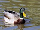 Mallard (WWT Slimbridge 13/03/17) ©Nigel Key