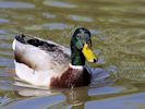 Mallard (WWT Slimbridge 13/03/17) ©Nigel Key