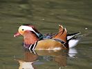 Mandarin Duck (WWT Slimbridge March 2017) - pic by Nigel Key