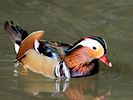 Mandarin (WWT Slimbridge 13/03/17) ©Nigel Key