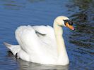 Mute Swan (WWT Slimbridge March 2017) - pic by Nigel Key