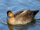 Philippine Duck (WWT Slimbridge 13/03/17) ©Nigel Key