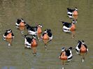 Red-Breasted Goose (WWT Slimbridge March 2017) - pic by Nigel Key