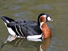 Red-Breasted Goose (WWT Slimbridge 13/03/17) ©Nigel Key