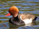 Red-Crested Pochard (WWT Slimbridge March 2017) - pic by Nigel Key