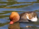 Red-Crested Pochard (WWT Slimbridge March 2017) - pic by Nigel Key