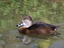 Ring-Necked Duck (WWT Slimbridge March 2017) - pic by Nigel Key