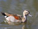 Ringed Teal (WWT Slimbridge 13/03/17) ©Nigel Key