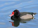 Rosybill (WWT Slimbridge 13/03/17) ©Nigel Key