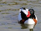 Shelduck (WWT Slimbridge 13/03/17) ©Nigel Key