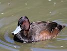 Southern Pochard (WWT Slimbridge March 2017) - pic by Nigel Key