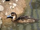 Southern Pochard (WWT Slimbridge March 2017) - pic by Nigel Key