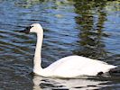 Trumpeter Swan (WWT Slimbridge 13/03/17) ©Nigel Key