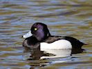 Tufted Duck (WWT Slimbridge 13/03/17) ©Nigel Key