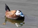 White-Headed Duck (WWT Slimbridge March 2017) - pic by Nigel Key