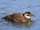 White-Headed Duck (WWT Slimbridge 13/03/17) ©Nigel Key