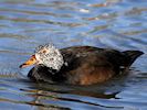 White-Winged Duck (WWT Slimbridge March 2017) - pic by Nigel Key