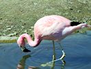 Andean Flamingo (WWT Slimbridge 26/05/17) ©Nigel Key
