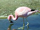 Andean Flamingo (WWT Slimbridge May 2017) - pic by Nigel Key