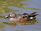 Australian Shoveler (WWT Slimbridge 26/05/17) ©Nigel Key