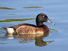 Baer's Pochard (WWT Slimbridge 26/05/17) ©Nigel Key