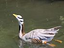 Bar-Headed Goose (WWT Slimbridge May 2017) - pic by Nigel Key