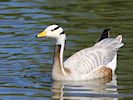 Bar-Headed Goose (WWT Slimbridge May 2017) - pic by Nigel Key