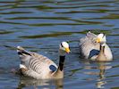 Bar-Headed Goose (WWT Slimbridge 26/05/17) ©Nigel Key