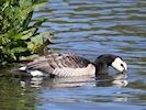 Barnacle Goose (WWT Slimbridge May 2017) - pic by Nigel Key