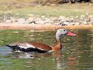 Black-Bellied Whistling Duck (WWT Slimbridge May 2017) - pic by Nigel Key