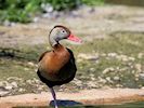 Black-Bellied W/Duck (WWT Slimbridge 26/05/17) ©Nigel Key