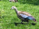 Blue-Winged Goose (WWT Slimbridge 26/05/17) ©Nigel Key