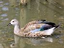 Blue-Winged Goose (WWT Slimbridge 26/05/17) ©Nigel Key