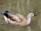 Blue-Winged Goose (WWT Slimbridge 26/05/17) ©Nigel Key