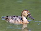 Canvasback (WWT Slimbridge 26/05/17) ©Nigel Key