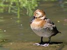 Canvasback (WWT Slimbridge May 2017) - pic by Nigel Key