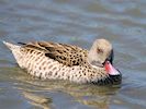 Cape Teal (WWT Slimbridge May 2017) - pic by Nigel Key