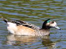 Chiloe Wigeon (WWT Slimbridge 26/05/17) ©Nigel Key