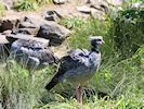 Crested Screamer (WWT Slimbridge 26/05/17) ©Nigel Key