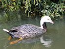 Emperor Goose (WWT Slimbridge May 2017) - pic by Nigel Key