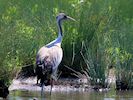 Eurasian Crane (WWT Slimbridge May 2017) - pic by Nigel Key