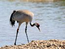 Eurasian Crane (WWT Slimbridge 26/05/17) ©Nigel Key