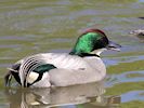 Falcated Duck (WWT Slimbridge 26/05/17) ©Nigel Key