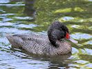 Freckled Duck (WWT Slimbridge May 2017) - pic by Nigel Key