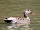 Gadwall (WWT Slimbridge 26/05/17) ©Nigel Key