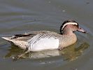 Garganey (WWT Slimbridge May 2017) - pic by Nigel Key